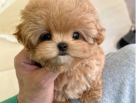 MAYA KIZIMIZIN MÜKEMMEL YAVRUSU TOY POODLE