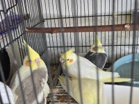 Bebek Sultan Papağanları Lutino Karışık