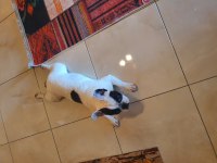 1 yaşında safran ırk gül kuyruk french bulldog