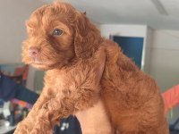 Safkan cockapoo yavrumuz