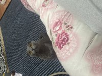 10 aylık scottish fold malzemesi beraber verilecek ektedir