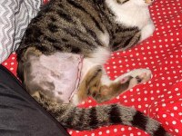 DEPREMZEDE ENGELLİ KAHRAMAN KEDİ
