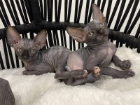 sphynx sfenks tüysüz dişi erkek yavruları