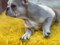 Lilak tan french bulldog dişi kızımız