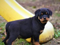 SAFKAN ŞECERELİ ŞAMPİYON YAVRU KÖPEKLER