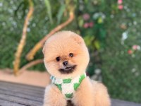 Teacup Oranj Pomeranian Boo Miniğimiz