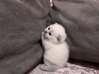 1 aylık scottish fold yavrular