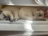 90 günlük british shorthair blue point