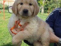 Golden Retriever Yavruları