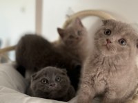 Scottish Fold bebeklerimiz
