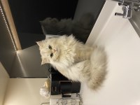 British longhair