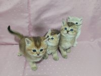 British Shorthair Yavruları