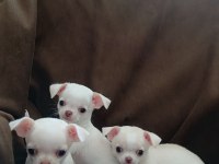 Şivava, chihuahua yavrularımıza yuva arıyoruz