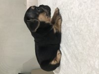 Egzotik French Bulldog Bebekleri