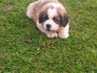St bernand dişi köpeğimiz
