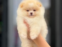 Sevimli Pomeranian Boo Yavrularımız Şehird. Gönderilir
