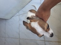 3 aylık erkek acil sahib aranıyor chihuahua