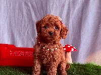 Safkan Toy Poodle Bebekler