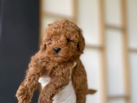 Poodle (red Brown)