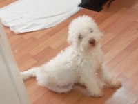 Beyaz maltipoo köpeği