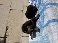 DOBERMAN KÖPEKLERİMİZ
