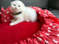 Teslime Hazır Yavru Kediler