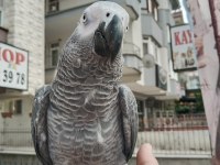 FULL EVCİL OYUN HAMURU GİBİ JAKO