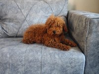 A kalite toy poodle kızımız