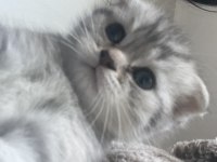 Dişi scottish fold yavrum