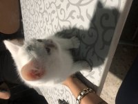 İran ile bristh kırması