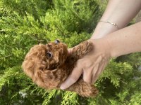 Kore kan poodle