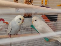 Yavru dişi büyük olan erkek 9 aylık muhabbet kuşu
