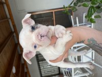 Mavi gözlü french bulldog minikler