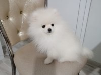 Kar beyaz ayı suratlı garantili pomeranian yavrularımız