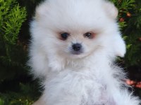 Ayıcık Pomeranian Boo