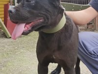 1 yaşında cane corso italyona köpeğimiz