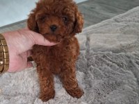 Toy Poodle Minik Köpekler