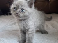 BRİTİSH SHORTHAİR CİNSİ YAVRU KEDİMİZ
