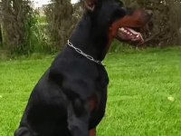 A SECERE SAFKAN DOBERMAN YAVRULAR