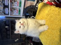 Top Kafa Kısa Kulak Safkan British Shorthair