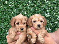 Maltipoo Yavrular