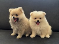 Süper şirin pomeranian 4 aylık spitz