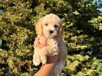 Ev Ortamında Büyüyen Maltipoo Yavrular