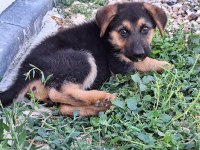 Dişi Alman kurdu yavrumu sahiplendiriyorum