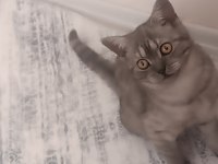 British Shorthair Dişi Yavru