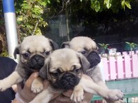 Pug Yavruları A Kalite Tüm İllere Gönderim