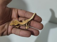 Crested ve Leopard Geckolar