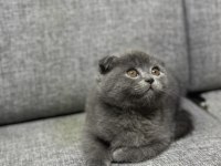 Safkan scottish fold yavrular yeni yuvalarını arıyorlar