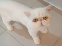 yetişkin exotic shorthair erkek