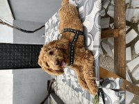 Toy Poodle Uygun
